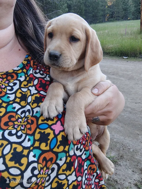Beige Collar  – Labrador Retriever puppy for sale in Elk, WA