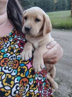 Beige Collar , a female Labrador Retriever for sale in Elk, WA – 1 of 3