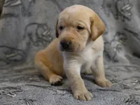Daisy (yellow collar), a female Labrador Retriever for sale in Elk, WA – 8 of 10