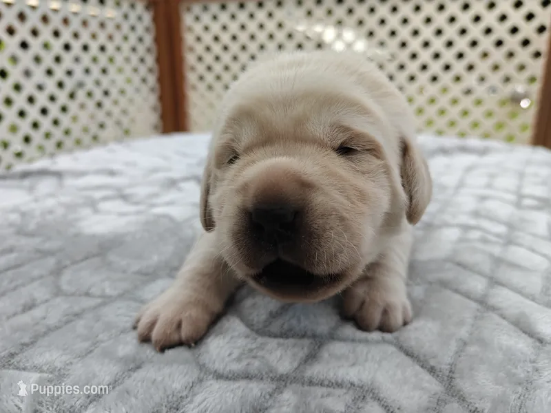 Biscuit (gray collar) – Labrador Retriever puppy for sale in Elk, WA