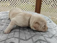 Clover (beige collar), a female Labrador Retriever for sale in Elk, WA – 2 of 3