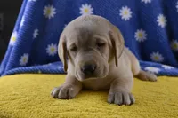 Daisy (yellow collar), a female Labrador Retriever for sale in Elk, WA – 5 of 10