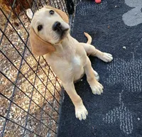 Green Collar, a male Labrador Retriever for sale in Elk, WA – 5 of 5