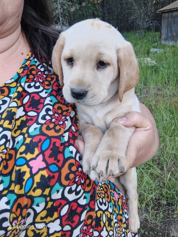 Yellow Collar – Labrador Retriever puppy for sale in Elk, WA