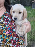 Yellow Collar, a female Labrador Retriever for sale in Elk, WA – 1 of 3