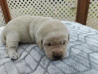 Biscuit (gray collar), a male Labrador Retriever for sale in Elk, WA – 3 of 3