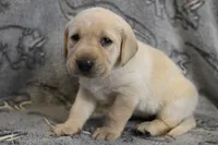 Honey (pink collar), a female Labrador Retriever for sale in Elk, WA – 9 of 9