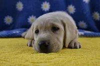 Honey (pink collar), a female Labrador Retriever for sale in Elk, WA – 2 of 9