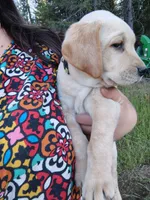 Yellow Collar, a female Labrador Retriever for sale in Elk, WA – 3 of 3