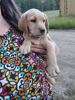 Beige Collar , a female Labrador Retriever for sale in Elk, WA – 3 of 3
