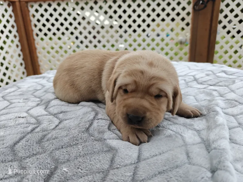 Hazel (purple collar) – Labrador Retriever puppy for sale in Elk, WA
