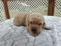 Hazel (purple collar), a female Labrador Retriever for sale in Elk, WA – 1 of 3