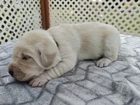Biscuit (gray collar), a male Labrador Retriever for sale in Elk, WA – 2 of 3