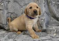 Hazel (purple collar), a female Labrador Retriever for sale in Elk, WA – 7 of 9