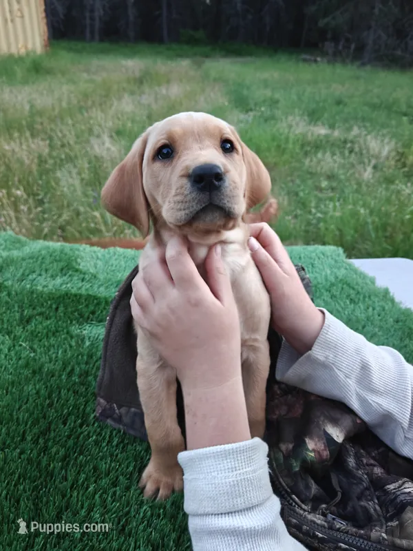 Red Collar – Labrador Retriever puppy for sale in Elk, WA