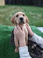 Red Collar, a male Labrador Retriever for sale in Elk, WA – 1 of 9