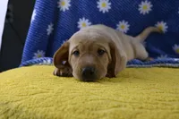 Hazel (purple collar), a female Labrador Retriever for sale in Elk, WA – 2 of 9