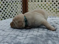 Poppy (teal collar), a female Labrador Retriever for sale in Elk, WA – 3 of 3