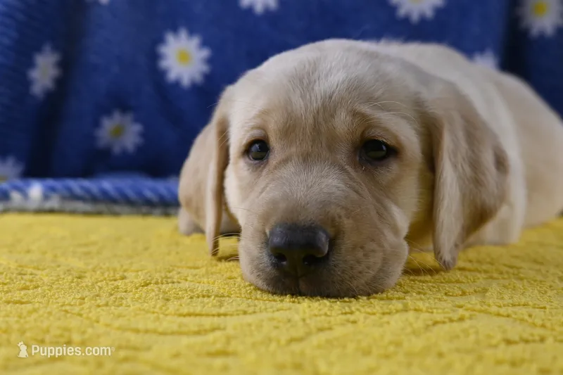 Poppy (teal collar) – Labrador Retriever puppy for sale in Elk, WA