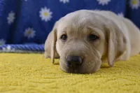 Poppy (teal collar), a female Labrador Retriever for sale in Elk, WA – 1 of 8