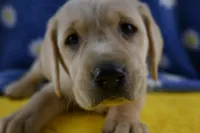Honey (pink collar), a female Labrador Retriever for sale in Elk, WA – 4 of 9