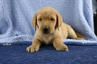 Moose (blue), a male Labrador Retriever for sale in Elk, WA – 3 of 10