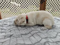 Maple (red collar), a male Labrador Retriever for sale in Elk, WA – 3 of 3