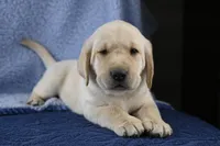 Biscuit (gray collar), a male Labrador Retriever for sale in Elk, WA – 4 of 9