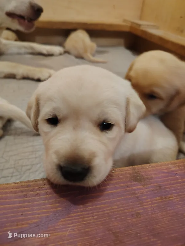 Maple (red collar) – Labrador Retriever puppy for sale in Elk, WA