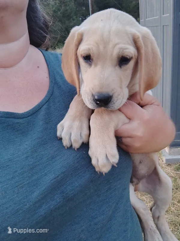 Green Collar – Labrador Retriever puppy for sale in Elk, WA