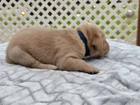 Moose (blue), a male Labrador Retriever for sale in Elk, WA – 2 of 3