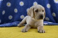 Honey (pink collar), a female Labrador Retriever for sale in Elk, WA – 5 of 9