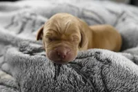 Red Collar, a male Labrador Retriever for sale in Elk, WA – Photo 4 of 7