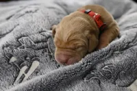 Red Collar, a male Labrador Retriever for sale in Elk, WA – Photo 2 of 7