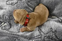 Red Collar, a male Labrador Retriever for sale in Elk, WA – Photo 5 of 7