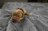 Red Collar, a male Labrador Retriever for sale in Elk, WA – Photo 6 of 7