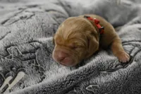 Red Collar, a male Labrador Retriever for sale in Elk, WA – Photo 3 of 7
