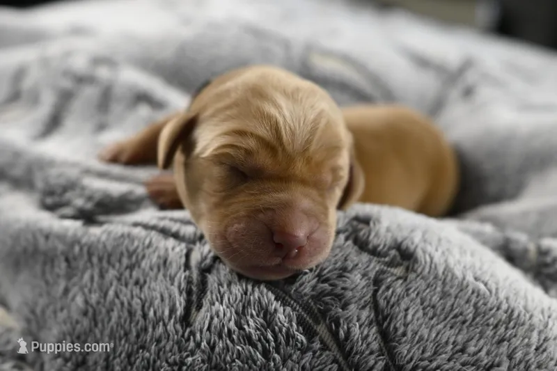 Red Collar – Labrador Retriever puppy for sale in Elk, WA