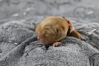 Red Collar, a male Labrador Retriever for sale in Elk, WA – Photo 7 of 7