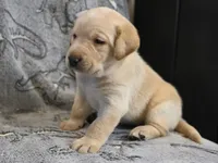 Daisy (yellow collar), a female Labrador Retriever for sale in Elk, WA – 9 of 10