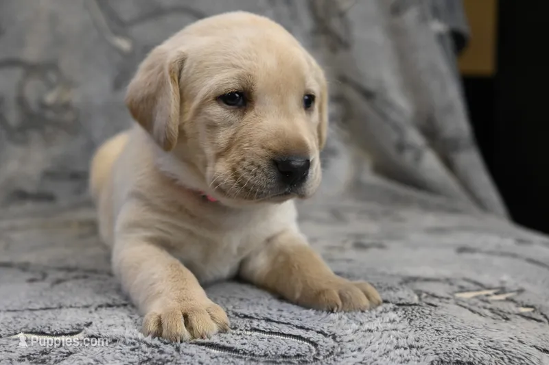 Honey (pink collar) – Labrador Retriever puppy for sale in Elk, WA