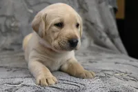 Honey (pink collar), a female Labrador Retriever for sale in Elk, WA – 6 of 9