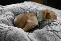 Teal Collar, a male Labrador Retriever for sale in Elk, WA – Photo 2 of 6