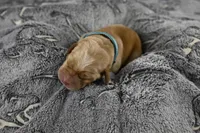 Teal Collar, a male Labrador Retriever for sale in Elk, WA – Photo 6 of 6