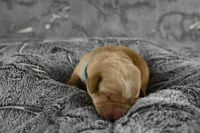 Teal Collar, a male Labrador Retriever for sale in Elk, WA – Photo 3 of 6