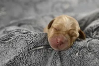 Teal Collar, a male Labrador Retriever for sale in Elk, WA – Photo 5 of 6