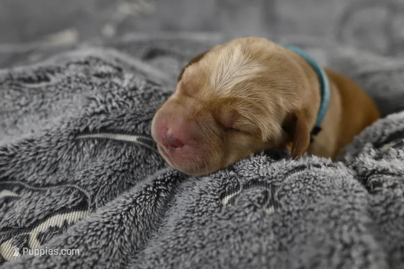 Teal Collar – Labrador Retriever puppy on hold in Elk, WA