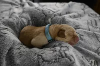 Teal Collar, a male Labrador Retriever for sale in Elk, WA – Photo 4 of 6