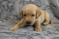 Moose (blue), a male Labrador Retriever for sale in Elk, WA – 9 of 10