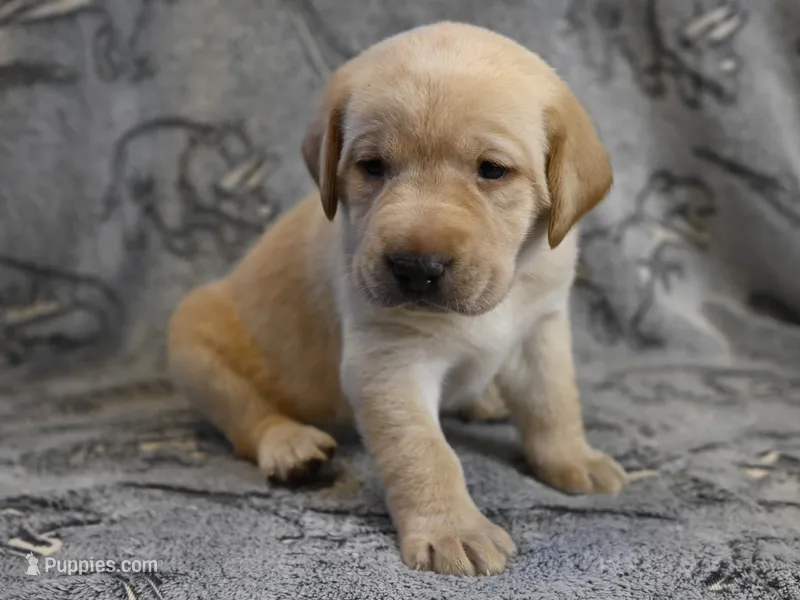 Daisy (yellow collar) – Labrador Retriever puppy for sale in Elk, WA